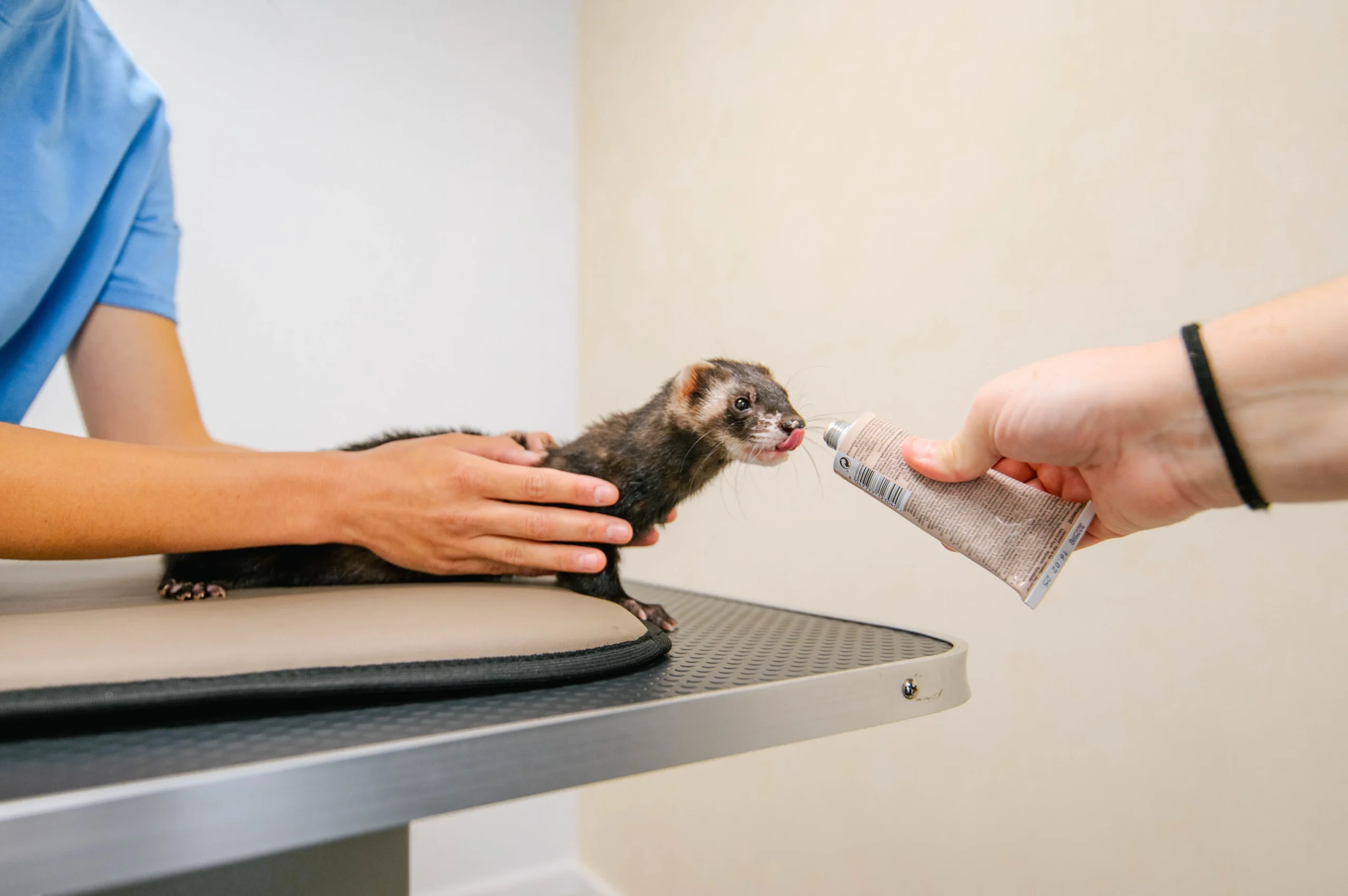 Stimulation-furet-consultation-osteopathe-gallerie-ipoam Stimulation-furet-consultation-osteopathe-gallerie-ipoam